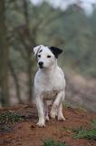 JACK RUSSEL 307